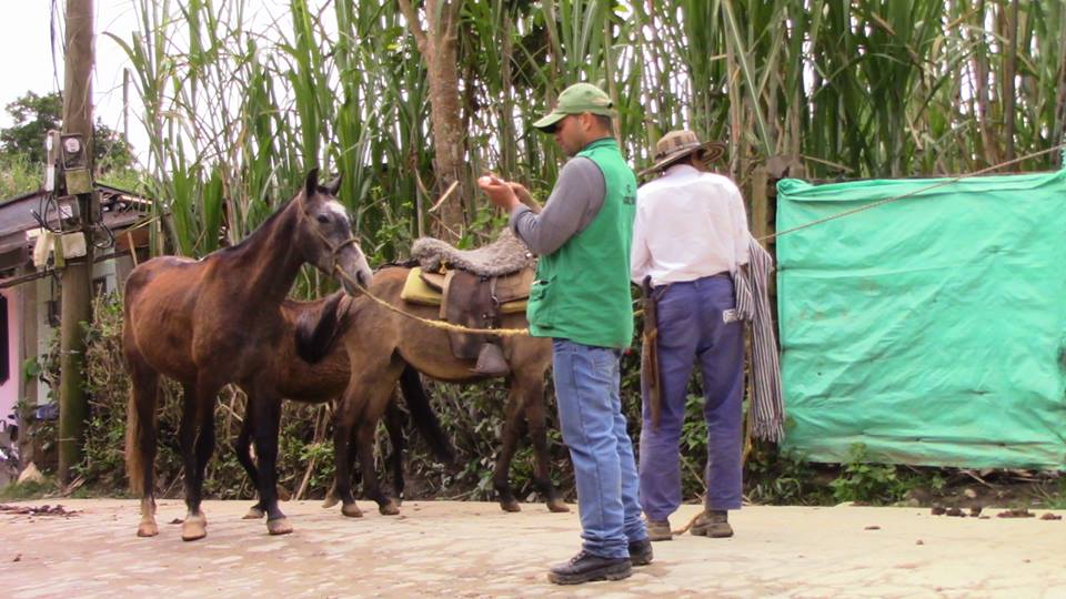 Jornada De Vacunación Para Equinos 01.jpg